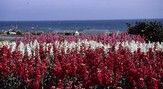 白間津のお花畑(花摘み)