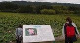 大賀蓮（古代蓮）