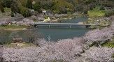 佐久間ダム公園(桜)