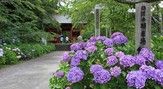 あじさい（日運寺）