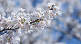 茅部神社の桜並木