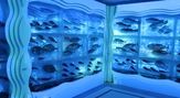 氷の水族館
