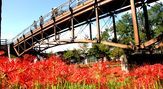 巾着田　曼珠沙華（まんじゅしゃげ）