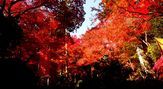 東郷公園　秩父御嶽神社　紅葉