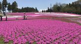 羊山公園　芝桜