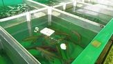 加太鮮魚（和歌山市加太）