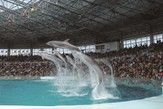 アドベンチャーワールド（白浜町）
