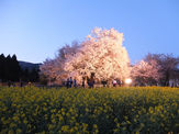 一心行の大桜