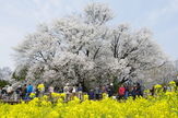 一心行の大桜
