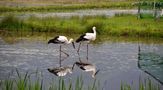 兵庫県立コウノトリの郷公園