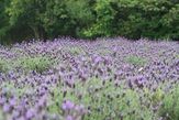 西庄ふれあいの郷ハーブ園