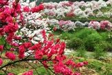 園原　花桃の里