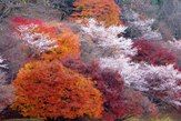 小原の四季桜