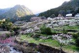 川売梅花まつり
