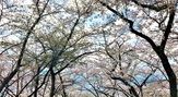 光城山【桜４月中下旬】