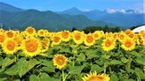 旬の味ほりがね物産センター【向日葵8月】