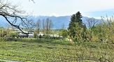 大王わさび農場【山葵花3～5月】