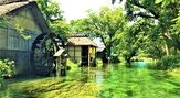 大王わさび農場【山葵花3～5月】