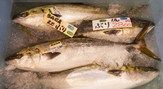 お魚いちば
