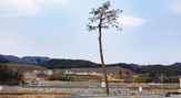奇跡の一本松（高田松原津波復興祈念公園）