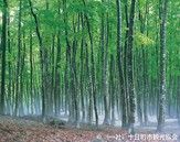 ~日本三大ブナ林~美人林
