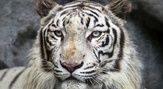しろとり動物園