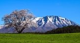 小岩井農場の一本桜