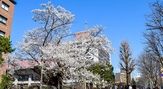 石割桜