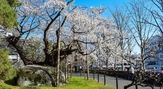 石割桜