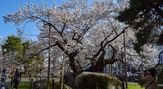 石割桜