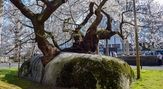 石割桜