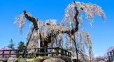青森　弘前公園の桜