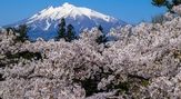 青森　弘前公園の桜