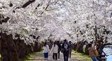 青森　弘前公園の桜