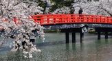 青森　弘前公園の桜