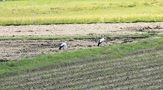 兵庫県立コウノトリの郷公園