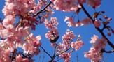 見どころいっぱい！桜の名所in南紀 
