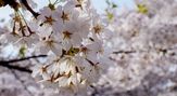 盛岡 高松の池（高松公園）