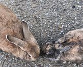 月ウサギの里