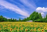 世羅高原農場