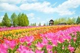 世羅高原農場