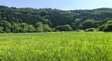 姫川源流・親海湿原（長野県白馬村）