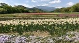 国営アルプスあづみの公園（長野県安曇野市