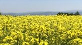 国営アルプスあづみの公園【菜花４～５月】