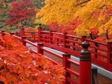 ~越後一ノ宮~弥彦神社