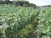 いちじく狩り（館山パイオニアファーム）