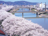 足羽川の桜並木