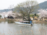 水郷めぐり（島真珠水郷観光船）