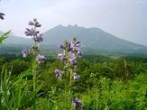 阿蘇野草園のハナシノブ