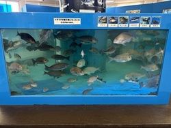 私的！水族館のおすすめ！パート2